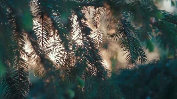 Sun Through the Trees