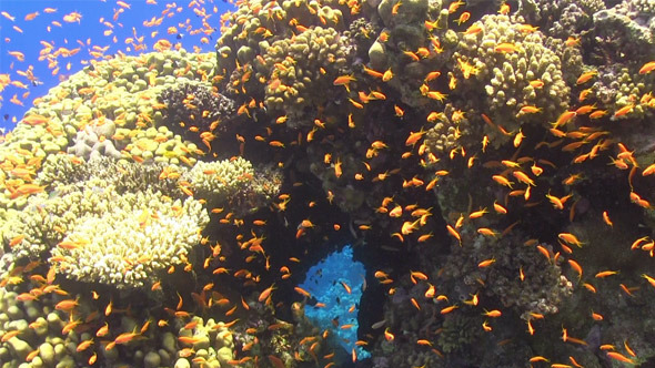 Tropical Fish on Vibrant Coral Reef 744 alt