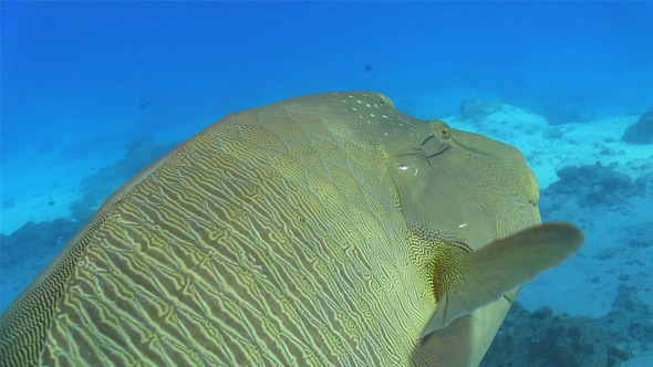 Napoleon Fish on Coral Reef 751