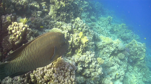 Napoleon Fish on Coral Reef 753
