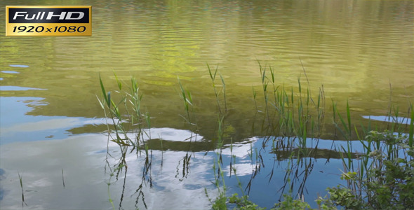 Lake And Reeds