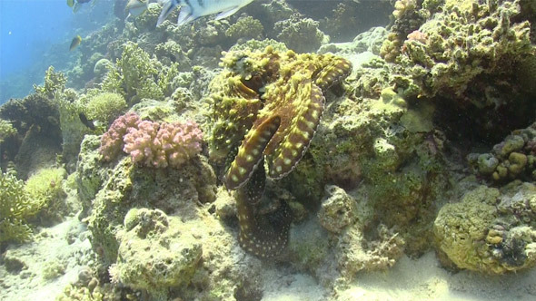 Octopus on Coral Reef 763