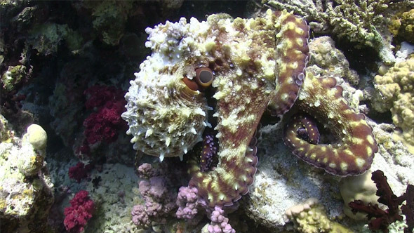 Octopus on Coral Reef 765