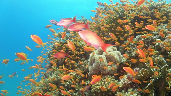 Tropical Fish on Vibrant Coral Reef 768 alt