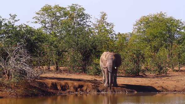 African bush elephant in Kruger National park, South Africa