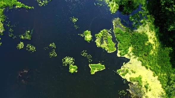 Green algae on the summer lake in Poland