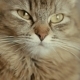 Face of a Cat - VideoHive Item for Sale