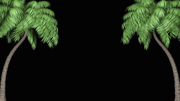 Two Palm Trees Background