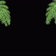 Two Palm Trees Background - VideoHive Item for Sale