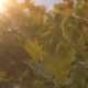 Sunny Tree - VideoHive Item for Sale