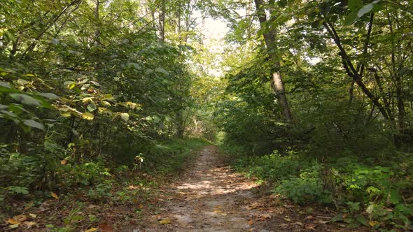 Autumn Forest with Trees By Day