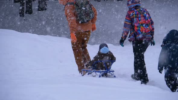Family of Dad, Mom, Little Son and Daughter Riding on a Sled in a Pine Forest in Snowfall