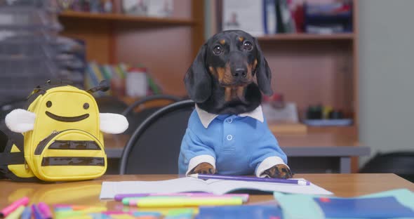 Lovely Obedient Dachshund Puppy in School Uniform Like Diligent Student Sits at Desk with Backpack