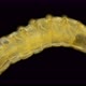 Worm-shaped Larva Under a Microscope, Order Diptera, , Visible Work of Internal Organs - VideoHive Item for Sale