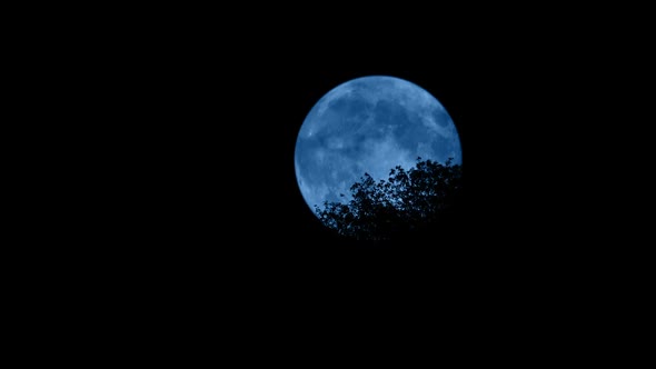 Tree In Breeze With Moon Behind