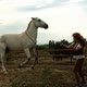 A Young Woman Playing with a Horse. The Horse Jumps in Different Directions - VideoHive Item for Sale