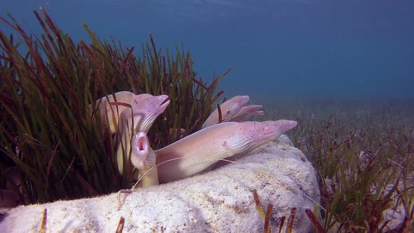 Red Sea Geometric Morays Big Family