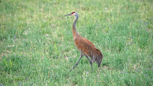 Sandhill Crane walking through green meadow