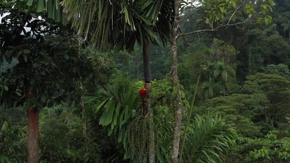 Close up of an ara macaw in an palm tree and revealing surrounding amazonian tropical rainforest