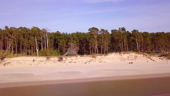 Aerial view of Baltic sea coast on a sunny day, steep seashore dunes damaged by waves, broken pine t