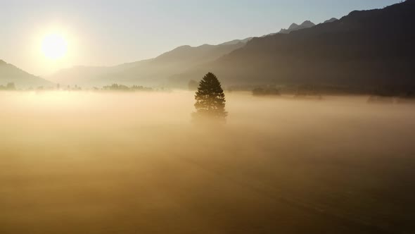 Drone Over Lone Tree In Ethereal Misty Landscape Of Zell Am See