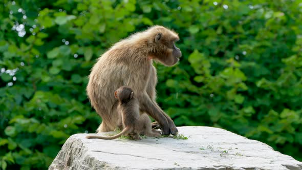 Close up of adult Baboon and Baby sitting on rock and eating plants in nature,4K - Slow motion shot