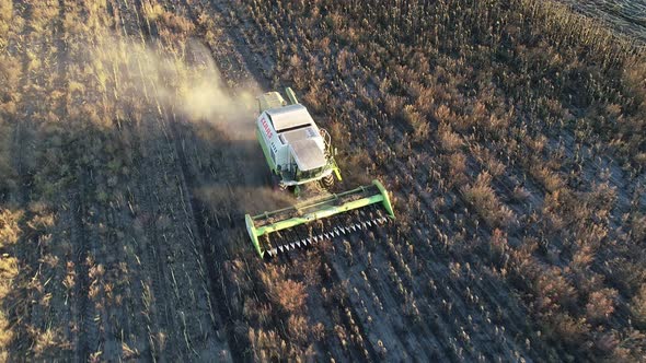 The Harvester Drives Through the Field with Sunflowers and Harvests