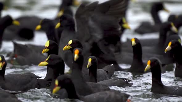 Close up of a group of white-winged and red-gartered coots swimming together in the search for food.