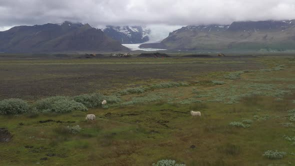 Iceland glacier with sheep in foreground with drone video moving up.