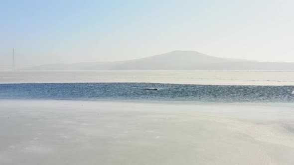 In Winter the Far Eastern Seal Swims on the Surface of the Water