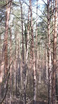 Vertical Video of the Pine Forest in the Afternoon