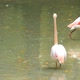 Pink Flamingos - VideoHive Item for Sale