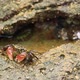 Tiny Crab Senses Danger and Scuttles Away - VideoHive Item for Sale