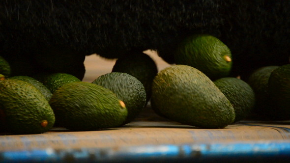 Avocados in Linepack