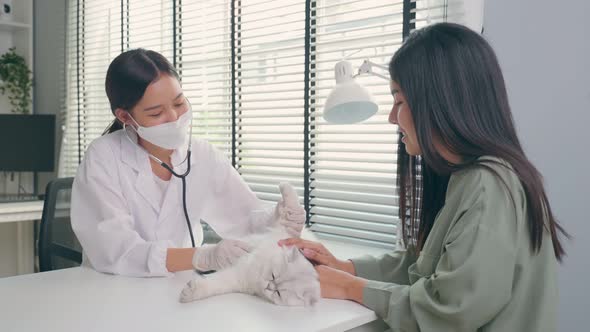 Asian professional veterinarian examine domestic cat during appointment in veterinary pet hospital.