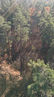 Vertical Video of an Autumn Forest During the Day