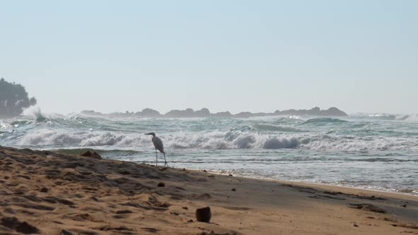 Tropical Bird Walks Along Beach Sand By Waving Ocean