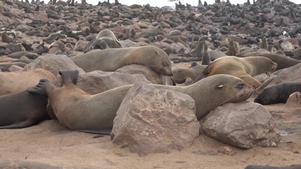 Seals on the rocky shore. Seals playing on shore. Ocean wildlife.