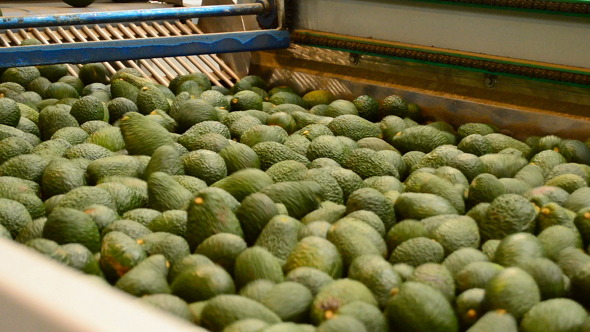 Avocado Hass Rolling in Packaging Line