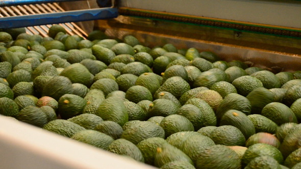 Avocados Hass Fruit Rolling in Packaging Line
