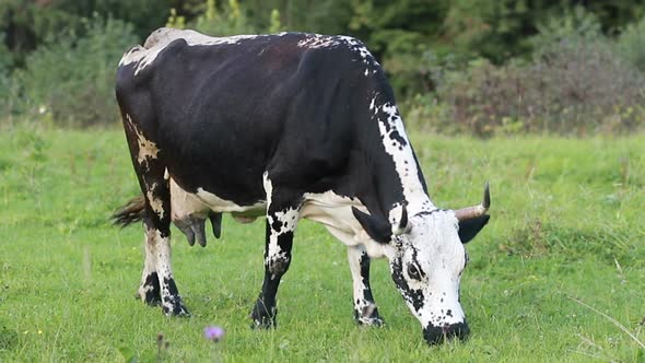 black and white cow grazing on meadow in mountains.