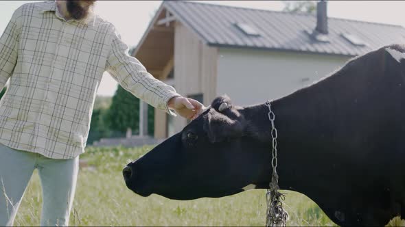 Man Petting a Cow in the Backyard at Sunset