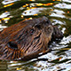 Beaver Eats - VideoHive Item for Sale
