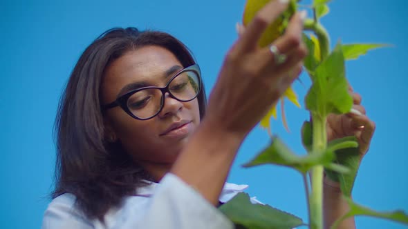 Agronomist Inspecting Sunflower Plant in Farm Field