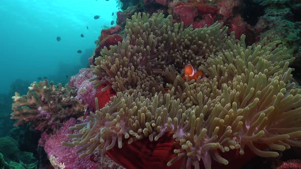 Clown anemone fish in open anemone. Wide angle shot of clown fishes swimming in an open sea anemone