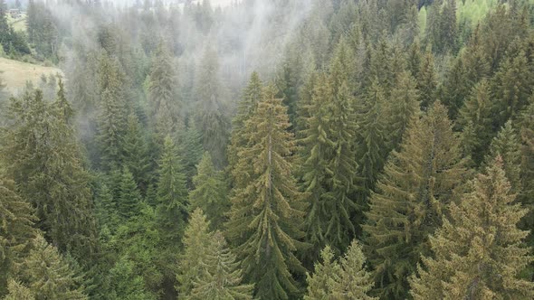 Ukraine, Carpathian Mountains: Beautiful Mountain Forest Landscape. Aerial