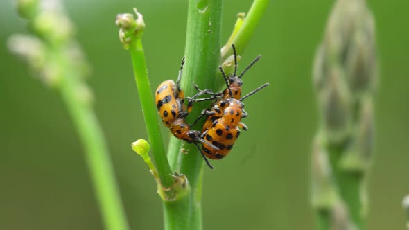 Asparagus Beetle Destroys Young Shoots of Garden Asparagus