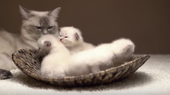 Ragdoll Cat Family