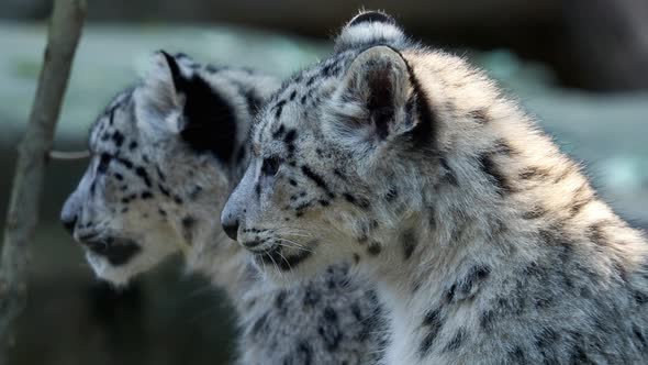 Kitten of snow leopard - Irbis (Panthera uncia) watches the neighborhood.