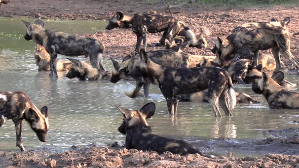 A large pack of African wilddogs resting and cooling off together in a small pan in Africa.